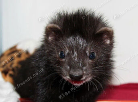 Ferret(s) wanted