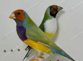 Beautiful pair of gouldian finches for sale