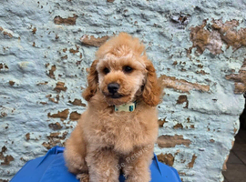Toy poodle
