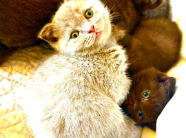 We have 5 Pure breed Scottish Fold kittens!