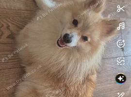 Male pomerianian