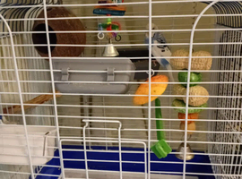 One blue healthy budgie for sale