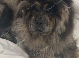 Female chow chow