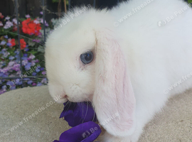 Baby mini lop girl available now