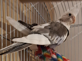 2 bonded unsexed cockateils