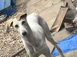 Turbo- Male lurcher x Saluki