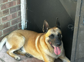 8 year old belgian malinois FIVE GENERATION ENHANCED PEDIGREE