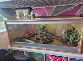 Beautiful female bearded dragon