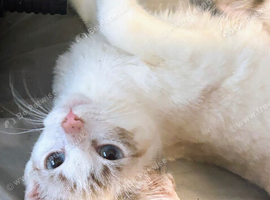 Siamese kittens
