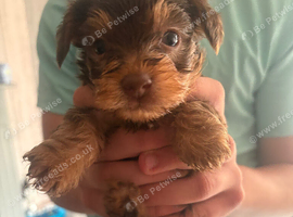 Brown Yorkie pup