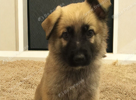 Beautiful gsd pups for sale