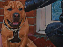 2 Year Old Male Shar Pei Cross Looking For Experienced Home