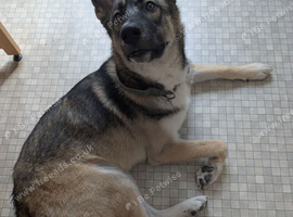 7 Month Old German Shepherd x Husky