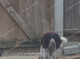 Cocker spaniel looking for new home