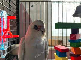Bare Eyed Cockatoo