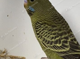 Black faced budgies