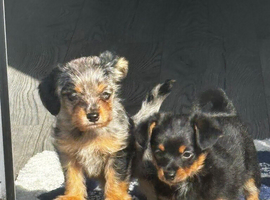 Pomchi puppys