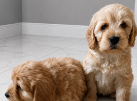 Cockapoo pups ready 18/06/26
