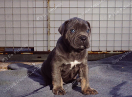 Health tested, quailty cane corso