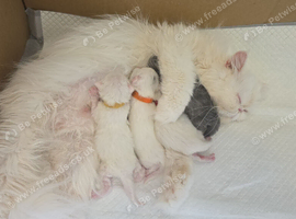BEAUTIFUL PERSIAN KITTENS &ndash; READY 14 SEPTEMBER ️