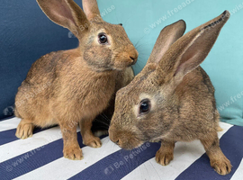 10 BELGAIN HARE KITS