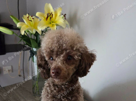KC Reg Brown Toy Poodle For Stud