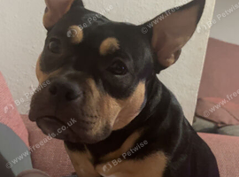 Female pocket bully