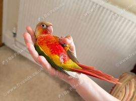Hand Reared Conures  For Sale
