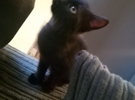2 black kittens