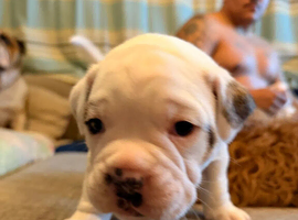 English Bulldog