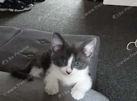 Kitten