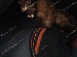 Coco and oreo