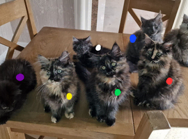 8 maine coons ready for new homes in Bury