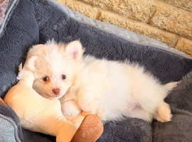 Absolutely adorable 10 weeks old Pom