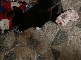 Kittena
