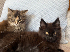 Beautiful Maine Coon kittens