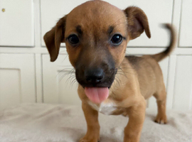 Jack Russell puppies