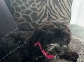 Cockapoo