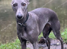 Gorgeous KC registered whippet for sale