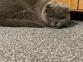 Scottish fold
