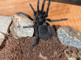 Dominican purple tarantula