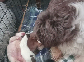 Imperial shihtzu puppies