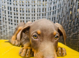 Beautiful family dobermanns *2 boys pups ready to go*