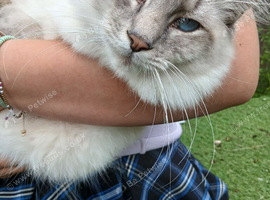 Handsome Blue Tabby Lynx Ragdoll