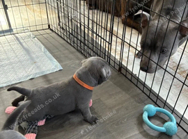 Chunky  staffy