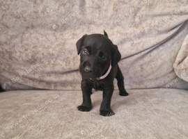 Beautiful Patterdale puppies for sale!