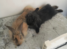 2 adults looking for there forever homes