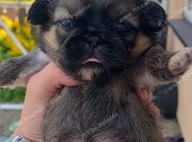 3 Pekingeses Puppies