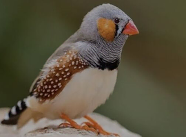 Finches wanted