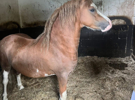 TOP CLASS SECTION A STALLION!!! ️ ️️